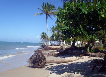 Cocoteros caidos por el crecimiento de las mareas
